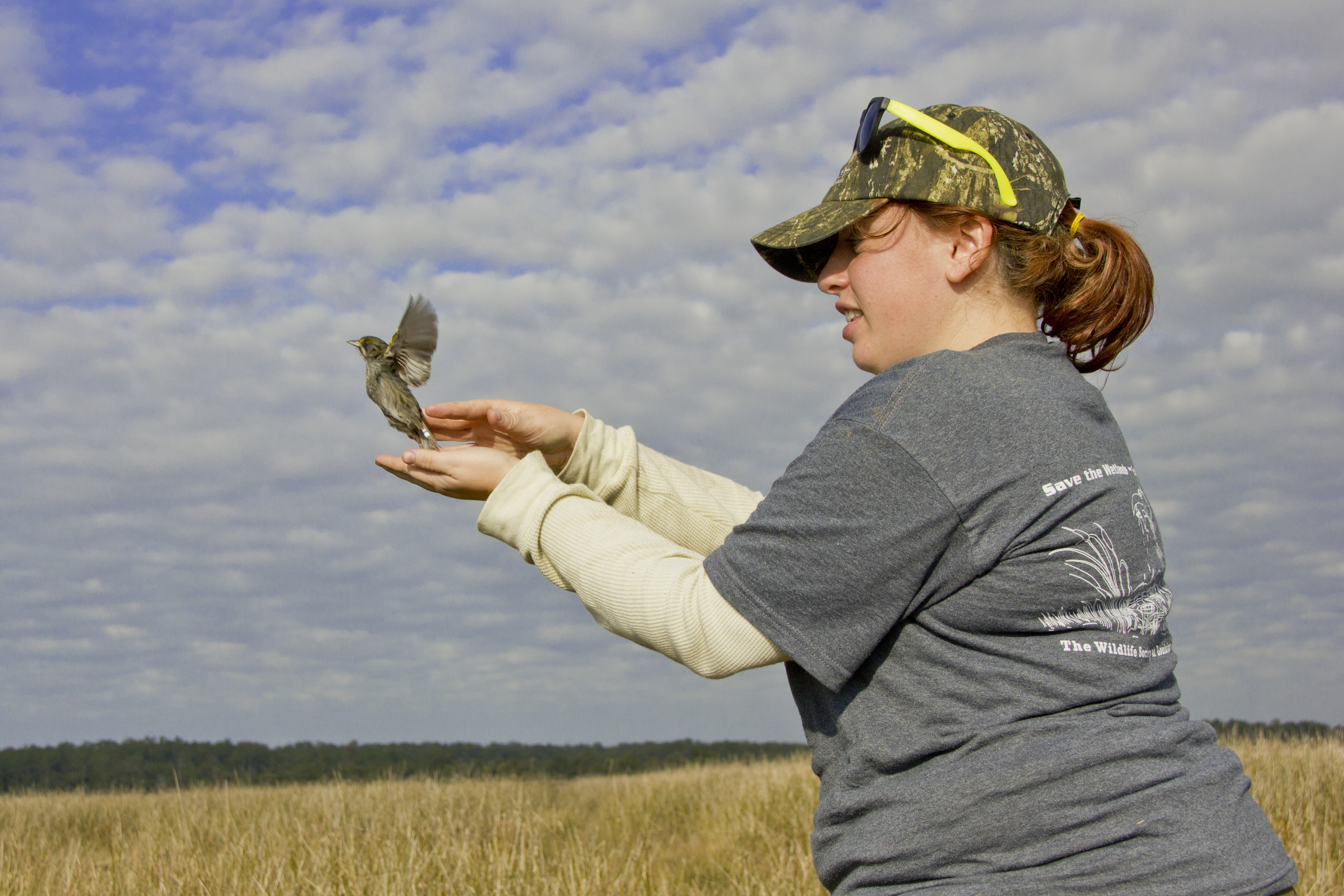 Seaside sparrow shows presence of carbon from Deepwater Horizon oil  